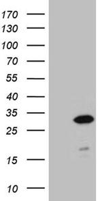 NABP1 Antibody in Western Blot (WB)