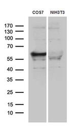 BAF60C Antibody in Western Blot (WB)