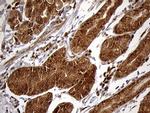 CHIA Antibody in Immunohistochemistry (Paraffin) (IHC (P))