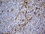 SULT1A3 Antibody in Immunohistochemistry (Paraffin) (IHC (P))
