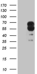 CRMP2 Antibody in Western Blot (WB)