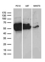 CRMP2 Antibody in Western Blot (WB)