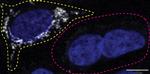 CHCHD10 Antibody in Immunocytochemistry (ICC/IF)