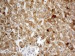 CHCHD10 Antibody in Immunohistochemistry (Paraffin) (IHC (P))