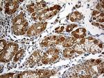 CHCHD10 Antibody in Immunohistochemistry (Paraffin) (IHC (P))