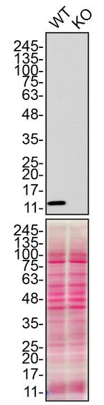 CHCHD10 Antibody in Western Blot (WB)