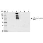 N-terminal Arginylation Antibody in Western Blot (WB)