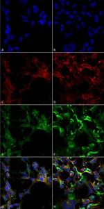 Dityrosine Antibody in Immunocytochemistry (ICC/IF)