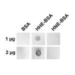 4-Hydroxy-2-hexenal Antibody in Dot Blot (DB)