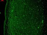 KCNQ4 Antibody in Immunohistochemistry (Paraffin) (IHC (P))