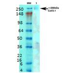CaV3.1 Antibody in Western Blot (WB)