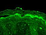 KV3.4 (KCNC4) Antibody in Immunohistochemistry (Paraffin) (IHC (P))