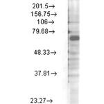 KV3.4 (KCNC4) Antibody in Western Blot (WB)