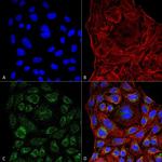 ERp57 Antibody in Immunocytochemistry (ICC/IF)