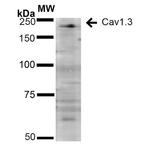 CaV1.3 Antibody in Western Blot (WB)