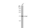 IBA1 Antibody in Western Blot (WB)
