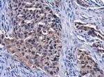 DCK Antibody in Immunohistochemistry (Paraffin) (IHC (P))