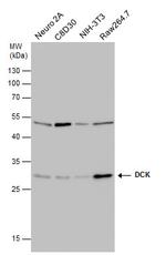 DCK Antibody in Western Blot (WB)