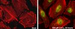 HIF-2 alpha Antibody in Immunocytochemistry (ICC/IF)