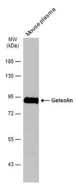 Gelsolin Antibody in Western Blot (WB)