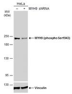 Phospho-MYH9 (Ser1943) Antibody