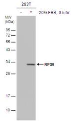 Phospho-S6 (Ser235) Antibody in Western Blot (WB)