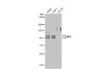 SP1 Antibody in Western Blot (WB)