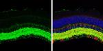 GAD67 Antibody in Immunohistochemistry (Paraffin) (IHC (P))