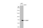 GAD67 Antibody in Western Blot (WB)