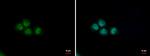 PUF60 Antibody in Immunocytochemistry (ICC/IF)