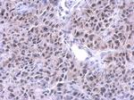 PUF60 Antibody in Immunohistochemistry (Paraffin) (IHC (P))