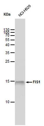 FIS1 Antibody in Western Blot (WB)