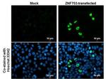 ZNF703 Antibody in Immunocytochemistry (ICC/IF)