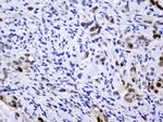 Emerin Antibody in Immunohistochemistry (Paraffin) (IHC (P))