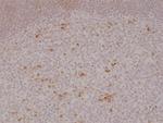 OX40 (CD134) Antibody in Immunohistochemistry (Paraffin) (IHC (P))