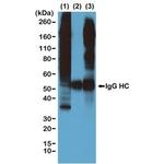 Phosphothreonine Antibody in Immunoprecipitation (IP)