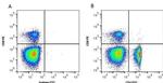 CD4 Antibody in Flow Cytometry (Flow)