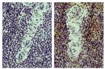 CD4 Antibody in Immunohistochemistry (Paraffin) (IHC (P))