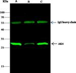 Adenylate Kinase 4 Antibody in Immunoprecipitation (IP)