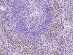 CD4 Antibody in Immunohistochemistry (Paraffin) (IHC (P))