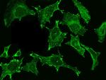 Cystatin C Antibody in Immunocytochemistry (ICC/IF)