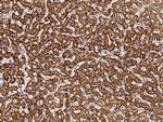 IRE1 alpha Antibody in Immunohistochemistry (Paraffin) (IHC (P))