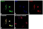 FKBP12 Antibody in Immunocytochemistry (ICC/IF)