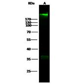 Fibronectin Antibody in Western Blot (WB)