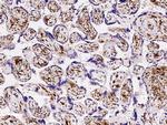 FOLR2 Antibody in Immunohistochemistry (Paraffin) (IHC (P))