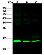 Galectin 1 Antibody in Western Blot (WB)