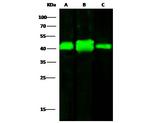 RAP Antibody in Western Blot (WB)