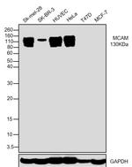 CD146 Antibody in Western Blot (WB)