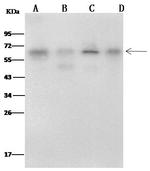 METAP2 Antibody in Western Blot (WB)