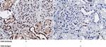 NBL1 Antibody in Immunohistochemistry (Paraffin) (IHC (P))